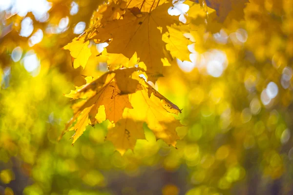 Closeup dry autumn maple tree branch — Stock Photo, Image