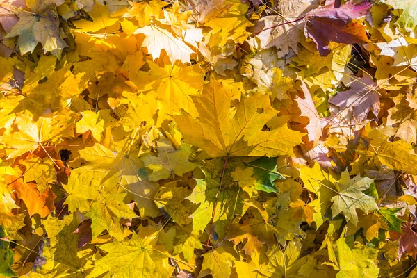 Golden dry maple leaves background — Stock Photo, Image