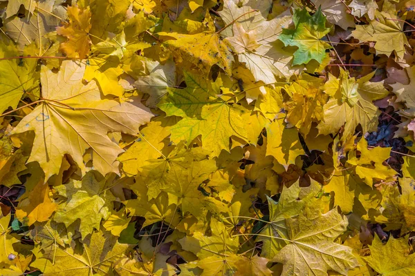 Фон сухих листьев клена — стоковое фото