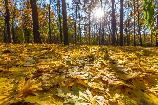 Mooie herfst bos scene — Stockfoto