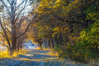 güneşli bir sonbahar orman