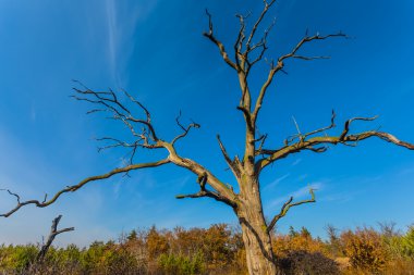 bir orman içinde closeup kuru ağaç