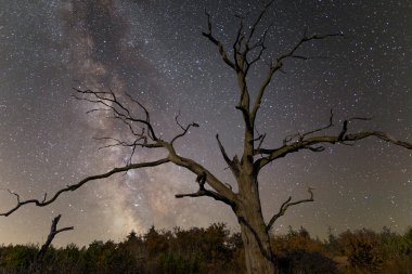 gece gökyüzü arka plan üzerinde kuru ağaç