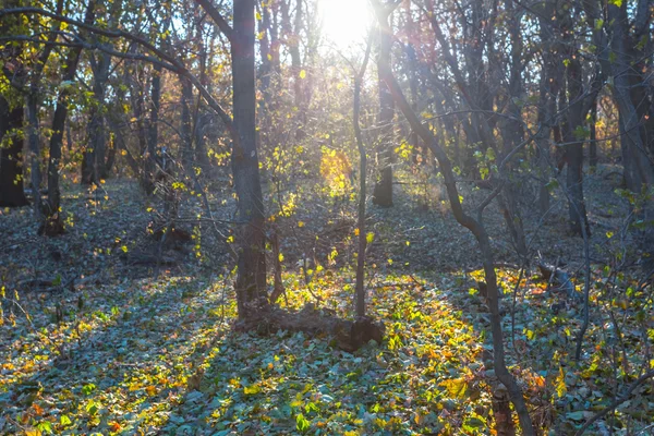 Vakre, stille skog på solstråler – stockfoto
