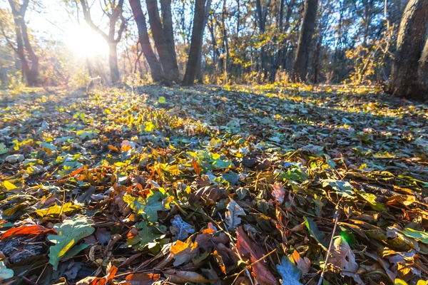 Forêt d'automne par une scène de journée ensoleillée — Photo