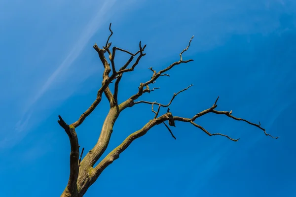 Torra träd fat på en blå himmel bakgrund — Stockfoto