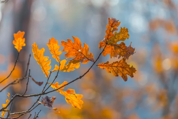 De vertakking van de beslissingsstructuur van close-up red oak — Stockfoto