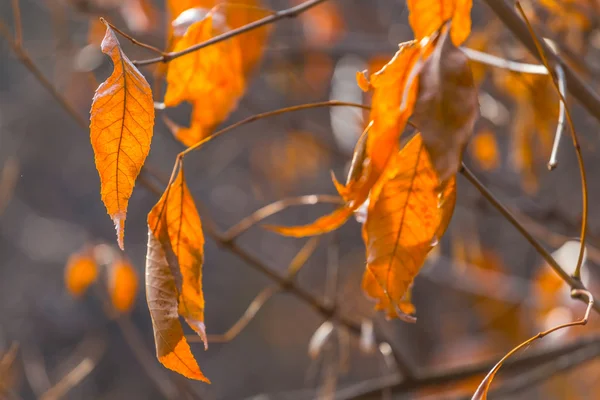 Zbliżenie jesień suche drzewo gałąź — Zdjęcie stockowe