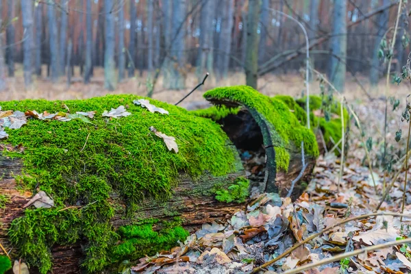 Tronco d'albero si trovano in una foresta — Foto Stock