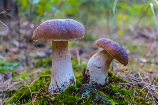 Paire de champignons blancs dans une forêt — Photo