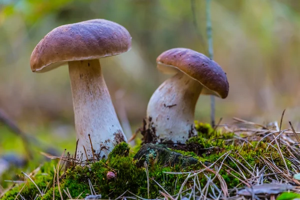 Gros plan deux champignons blancs dans une forêt — Photo