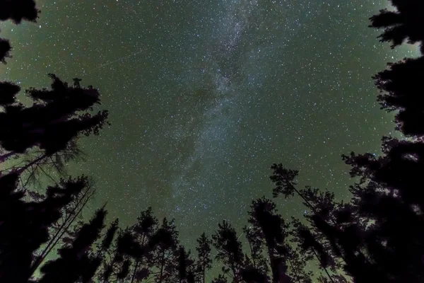 夜の風景の森天の川の下で — ストック写真