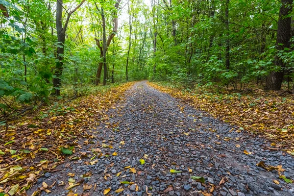 Route à travers une forêt d'automne — Photo