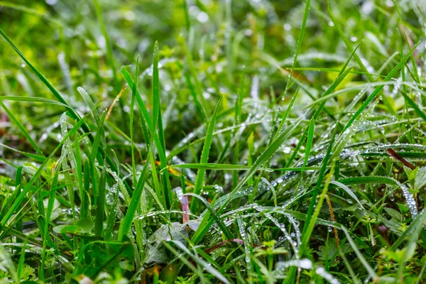 Closeup green grass background — Stock Photo, Image