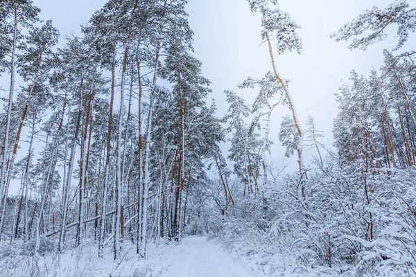 Zimowe sosnowego drzewa lasu sceny — Zdjęcie stockowe