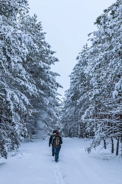 hiker group in a winter forest tunnel