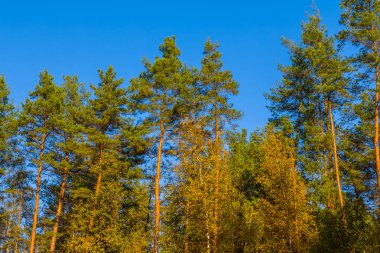 sessiz sonbahar orman manzara