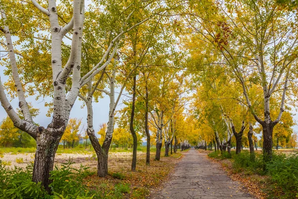 Spokojnej jesieni sceny park — Zdjęcie stockowe