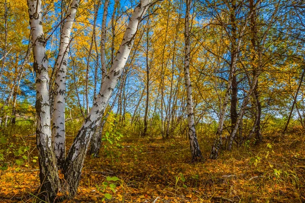 Autumn birch grove scene — Stock Photo, Image