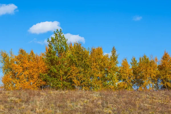 Rode herfst boslandschap — Stockfoto