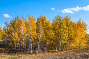 küçük sonbahar huş grove