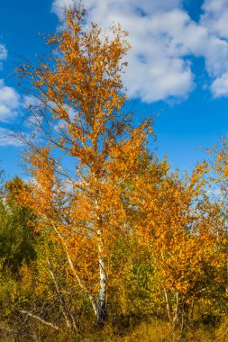Sigara isolited beyaz bir arka plan üzerinde yığını