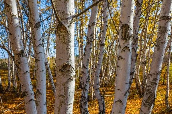 Autumn birch grove scene — Stock Photo, Image