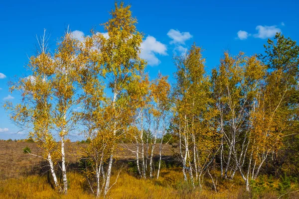 Autumn birch grove at the bright day — Stock Photo, Image