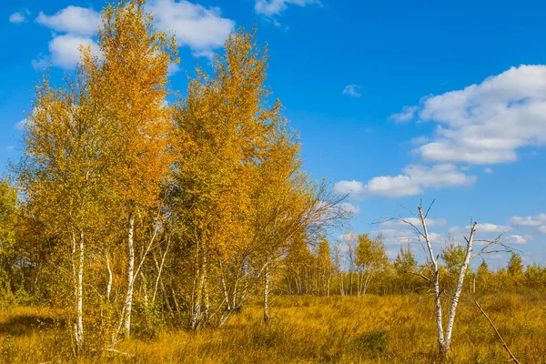 Small autumn birch grove scene — Stock Photo, Image