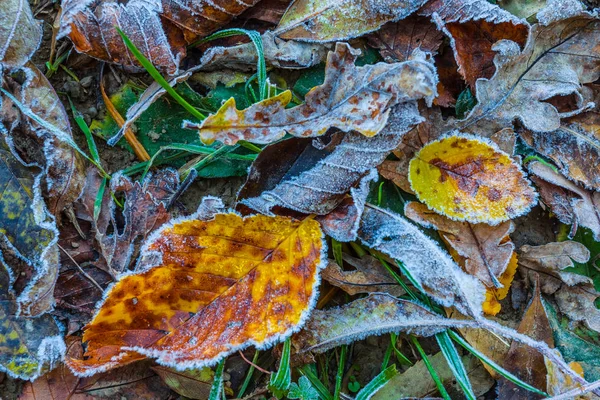 Fondo de hojas secas de otoño — Foto de Stock