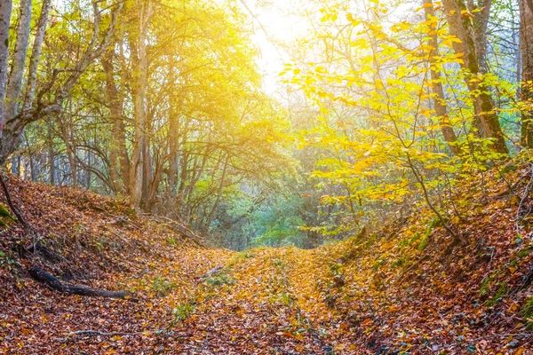 Sigara isolited beyaz bir arka plan üzerinde yığını — Stok fotoğraf