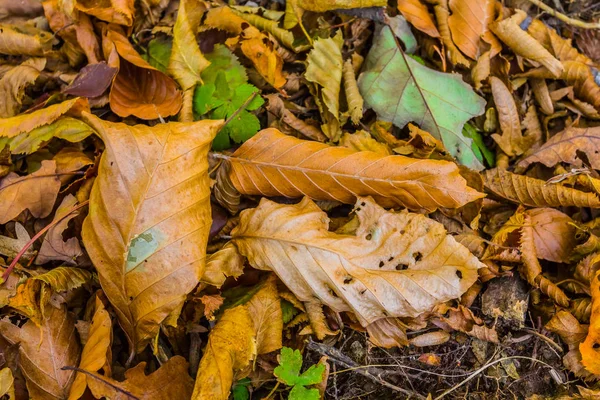Vermelho seco outono folhas fundo — Fotografia de Stock
