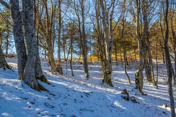 O grămadă de țigări izolate pe un fundal alb — Fotografie, imagine de stoc