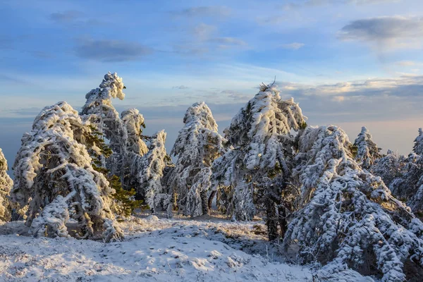 Winter pine tree forest scène — Stockfoto