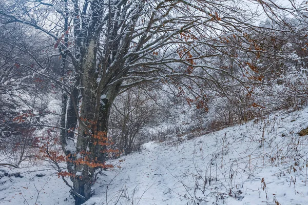 Тихий зимний лес в снегу — стоковое фото