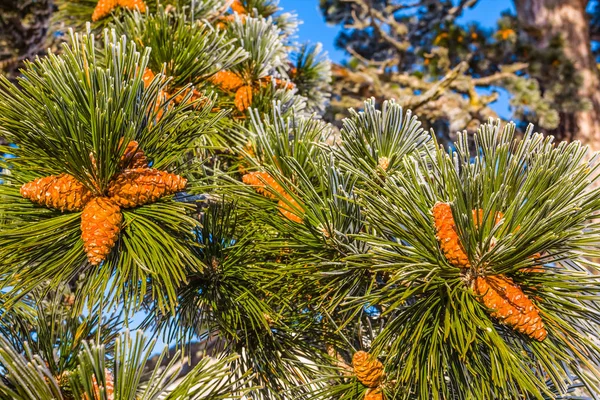 De vertakking van de beslissingsstructuur van close-up pine met conus — Stockfoto