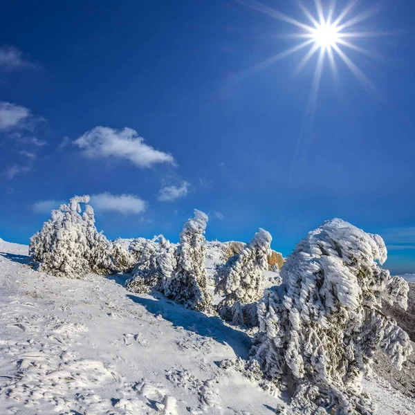 스파클 태양 아래 겨울 소나무 숲 — 스톡 사진