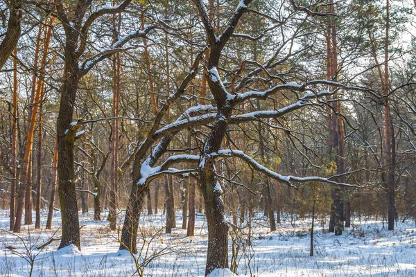 Cena tranquila floresta inverno — Fotografia de Stock