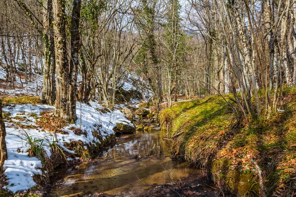 春の森の小さな川 — ストック写真