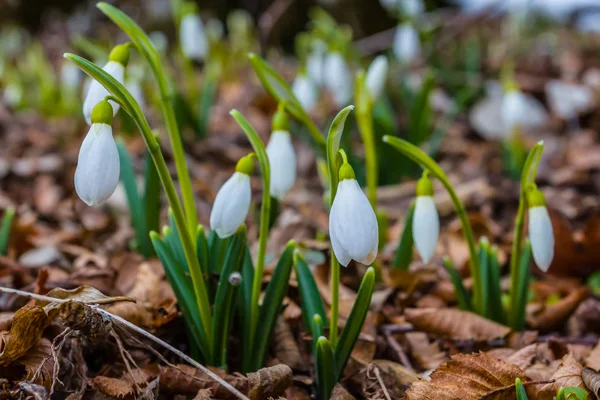 Closeup white snowdrop scene — Stock Photo, Image