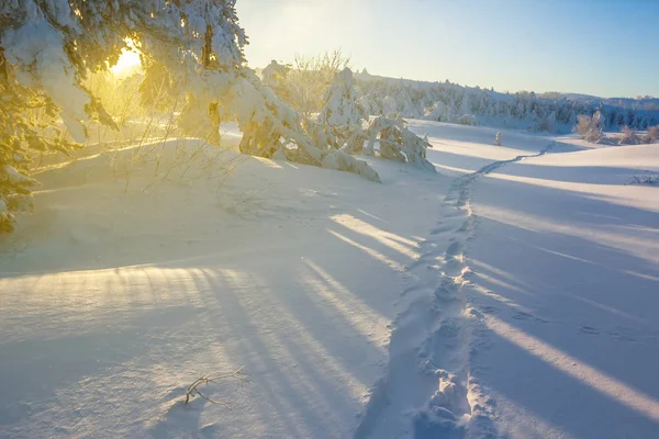 Inverno foresta innevata al mattino presto — Foto Stock