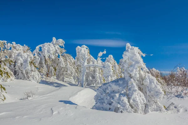 Foresta invernale innevata un cielo blu brillante — Foto Stock