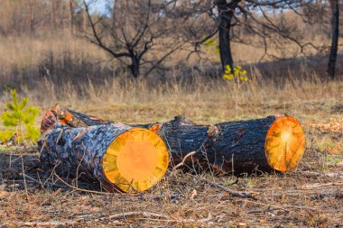 bir orman çam bagaja yığını