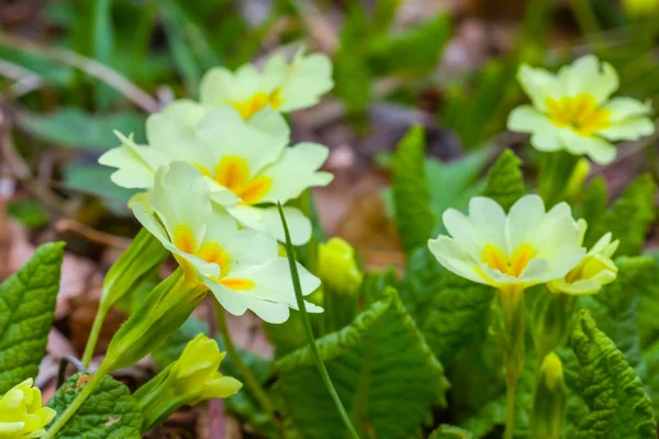 Closeup beautiful spring flowers — Stock Photo, Image