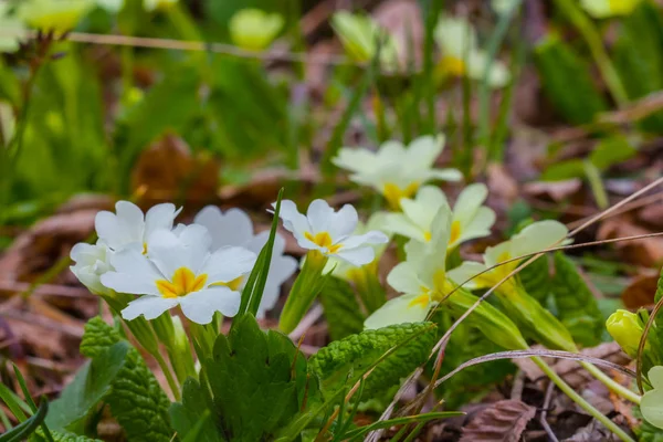 Beautiful closeup spring flowers scene — Stock Photo, Image
