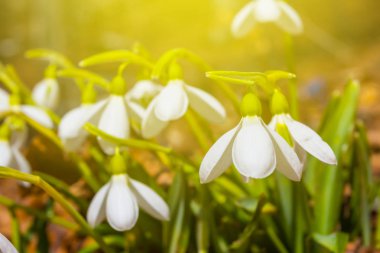 bir güneşli beyaz kardelen