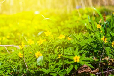 güneş ışınlarının güzel orman glade