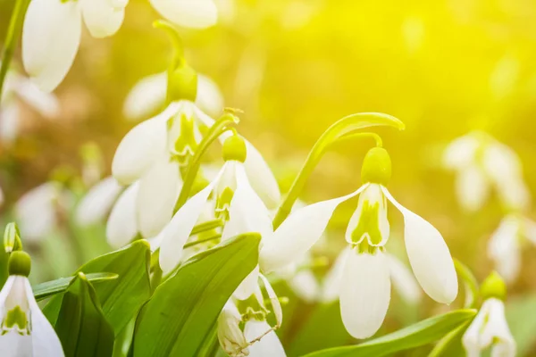 White snowdrops in a rays of sun — Stock Photo, Image