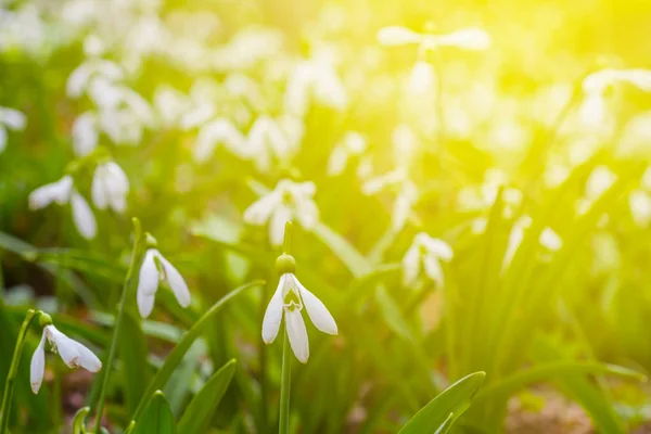 Closeup white snowdrop bush in a rays of sun — Stock Photo, Image