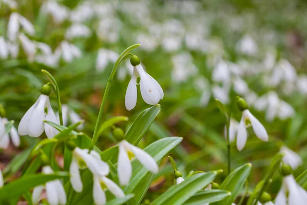 Beautiful closeup white snowdrops — Stock Photo, Image